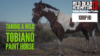 RDR2: Taming a wild American Paint Horse (Tobiano) 1080p HD PS4 Pro - Red Dead Redemption 2
