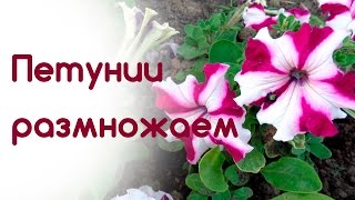 Размножаем петунии