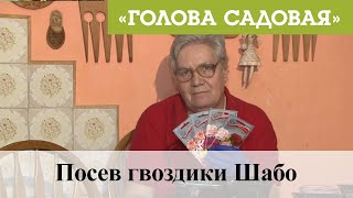 Голова садовая - Посев гвоздики Шабо