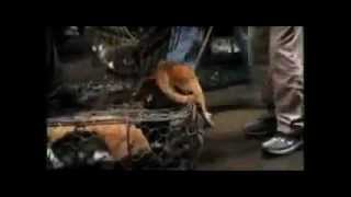 Dog abuse in China - YES WE CAN, WE CAN SAVE THEM!