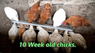 How We Raise Natural Meat Chickens (Time-Lapsed)