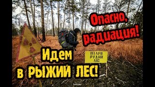 Идём в Припять через Рыжий лес, поход в Чернобыльскую зону часть 2