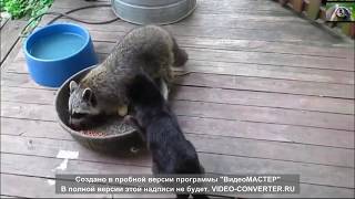 Смешное видео с енотами Смешные еноты полоскуны Приколы с енотами 2018