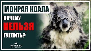 Почему НЕЛЬЗЯ гуглить мокрая коала?Мокрая Коала