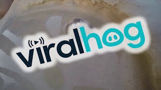 Squid In The Cockle Shell || ViralHog