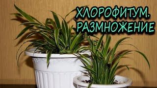 Хлорофитум. Размножение. [Надежда и Мир]