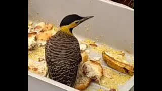 Pássaros Filmados no Quintal de casa (Curitiba PR)