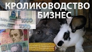 Кролиководство: разведение кроликов как бизнес от А до Я.