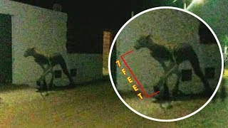 7 Mysterious Animals Ever Caught On Camera