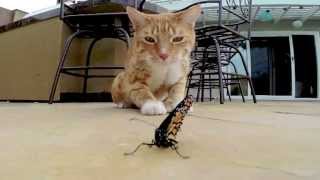 City the Kitty and the monarch butterfly