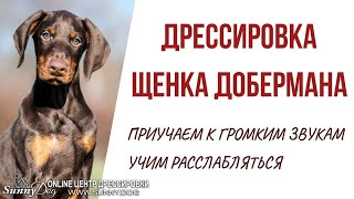 Дрессировка щенка добермана. Как приучить собаку к громким звукам и научить расслабляться
