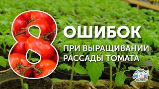 8 ОШИБОК ПРИ ВЫРАЩИВАНИИ РАССАДЫ ТОМАТА
