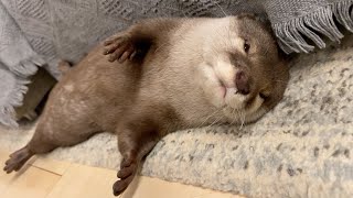 カワウソさくら 爆睡するために人の隙間を見つけて滑り込んでくるカワウソ otter sleeping in a gap