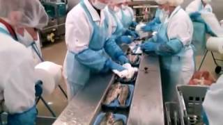 Work & Job | Работа на рыбном заводе в Польше