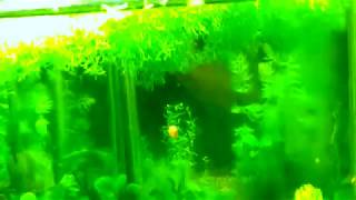 #Aquarium.  Все-все мои аквариумы.