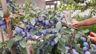 Слива Вижен: описание сорта