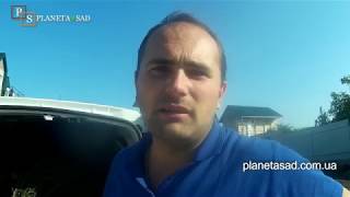 Как же все таки  правильно сажать можжевельник