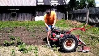 Первое окучивание картофеля после посадки мотоблоком беларус-09Н МТЗ