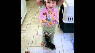 Hungry Kittens