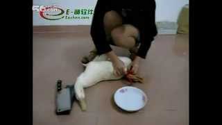 women slaughter chicken 2