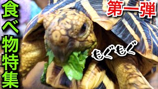 【リクガメの食べ物特集①】あんな餌こんな餌食べるんです