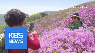 ‘진분홍빛 장관’…황매산 철쭉 절경 / KBS뉴스(News)