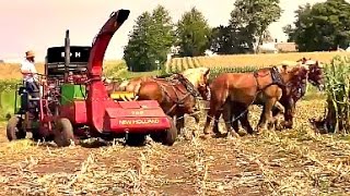Amish Farmer with 8 Horse Hitch Chopping Silage