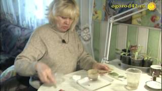 Посев капусты на рассаду
