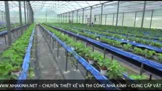 Nhà kính trồng rau sạch