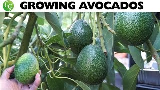 Growing Avocado : The best avocados to grow in your garden!