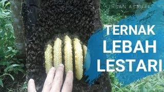Ternak LEBAH Lestari