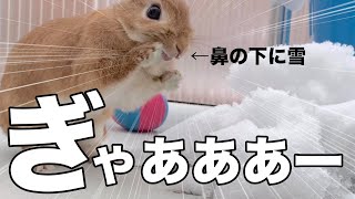 雪が冷たくて思わずひゃっ！となるうさぎ #702