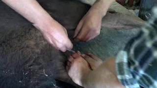 кастрация бычка castration of bull