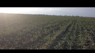 Канадская озимая пшеница Масон и двуручка Фокс... Засуха