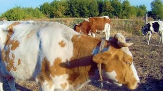 СХЕМА  СИНХРОНИЗАЦИЙ КОРОВ. Овсинг и Прессинг. ОТВЕТЫ НА КОММЕНТАРИИ.