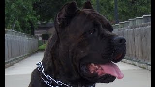 Cane Corso Guard Dog Protection
