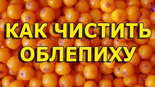 Как собирать облепиху быстро с веточек