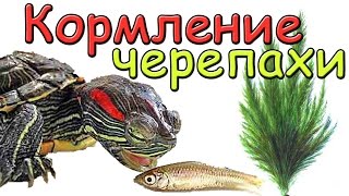 Кормление красноухой черепахи #Leonidych