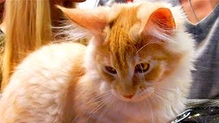 Котенок Мейн-Кун. Рыжий Котенок Мейн-Кун Играет. Котята Видео