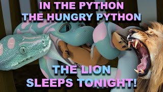 Python eats Lion man!
