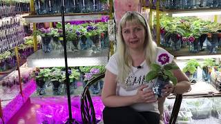 ???Цветочный бизнес. Земля для цветов, глоксиний, фиалок, фуксий, пеларгоний