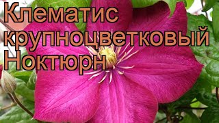 Клематис крупноцветковый Ноктюрн (nocturne) ? обзор: как сажать, саженцы клематиса Ноктюрн