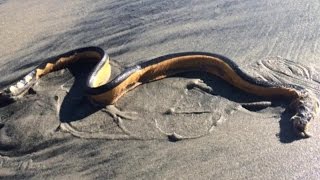 Coming up on 10News: Sea snake found on Coronado beach