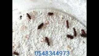 أفضل شركة مكافحة الصراصير بجدة 0548344973 شركة البسمة مكافحة الحشرات بجدة من اكبر شركات مكافحة الحشر