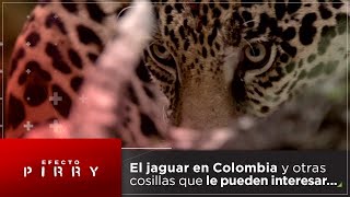 Efecto Pirry | El jaguar en Colombia, manifestaciones y caso jurídico de ‘Epa Colombia’
