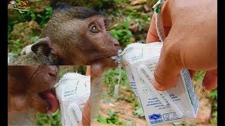 Give Extra Milk to poor baby Jessie lost mother hungry so much| Baby look thank to cameraman.