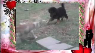 Собачьи бои Тибетский мастиф и pitbull!