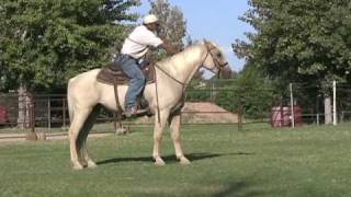 Gaited Palomino gelding Missouri Foxtrotter riding in the pasture