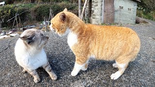 猫が大喧嘩！茶シロ猫の迫力に圧倒されるシャム猫