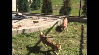 Попытка сервала атаковать каракала. Забавное видео